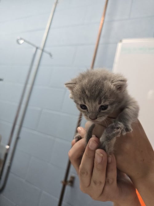 MOTRIN - Domestic Short Hair available for adoption