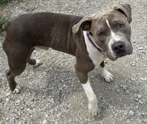 GENERAL - Pit Bull Terrier available for adoption