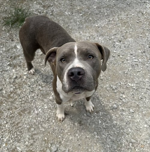 GENERAL - Pit Bull Terrier available for adoption