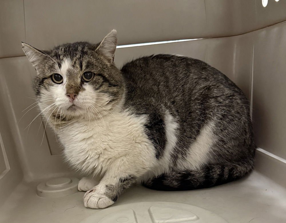 FITZ - Domestic Short Hair available for adoption