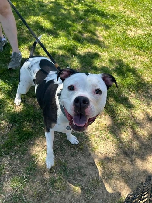 DAISY SUE - Pit Bull Terrier available for adoption