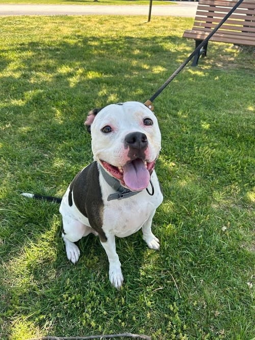 DAISY SUE - Pit Bull Terrier available for adoption