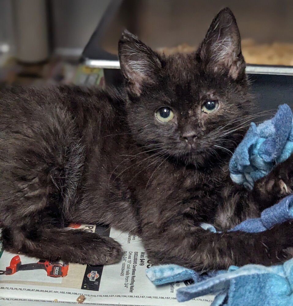 WINTERBERRY - Domestic Short Hair available for adoption