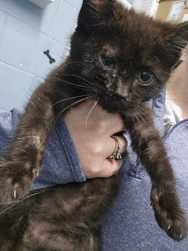 WINTERBERRY - Domestic Short Hair available for adoption