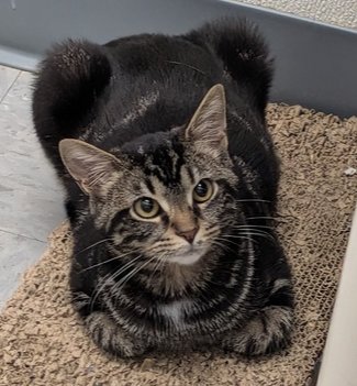 NEVADA - Domestic Short Hair for adoption in Evansville