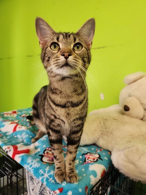 ZORG - Domestic Short Hair available for adoption