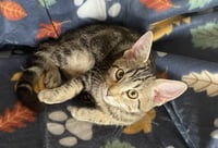 Zorg - Photo 3