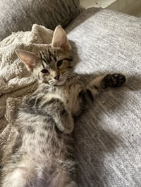 Zorg - Photo 4