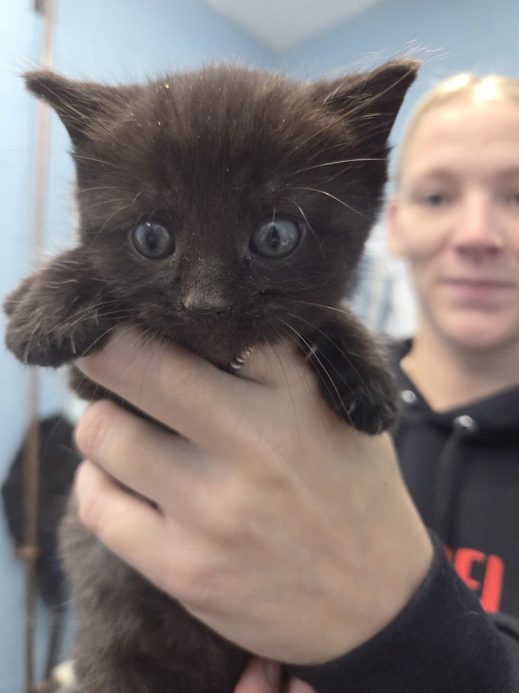 MORT - Domestic Short Hair available for adoption