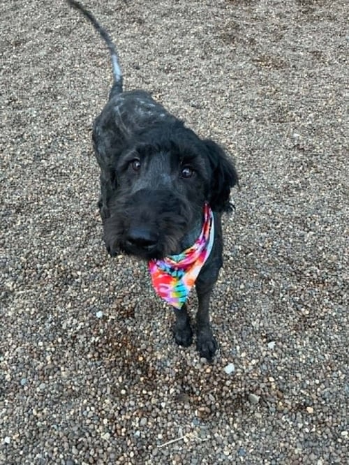 GIA - Labrador Retriever available for adoption
