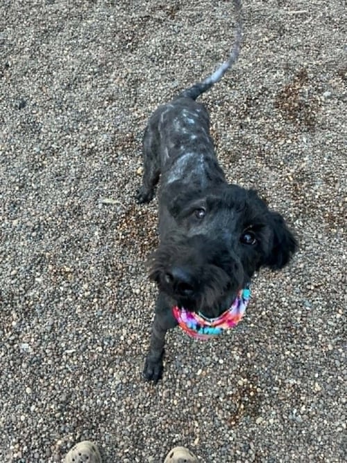 GIA - Labrador Retriever available for adoption