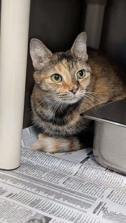 ROUGE (SWEET PEA) - Domestic Short Hair available for adoption