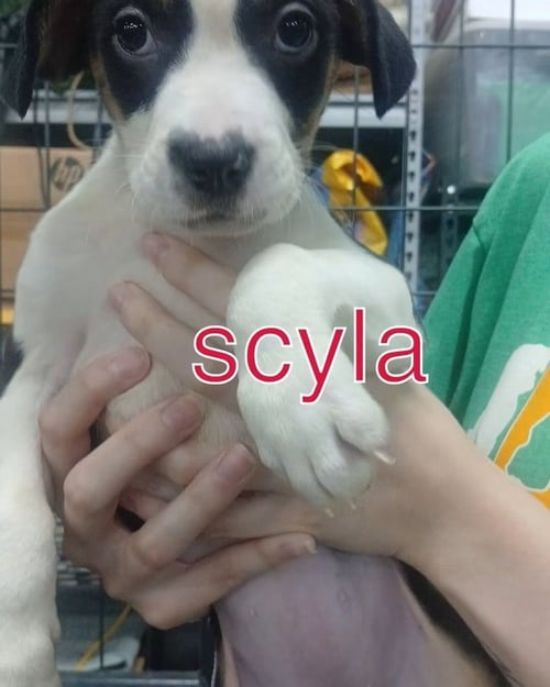 SCYLLA - Terrier available for adoption