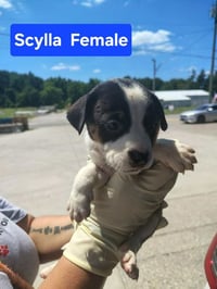 Scylla - Photo 2
