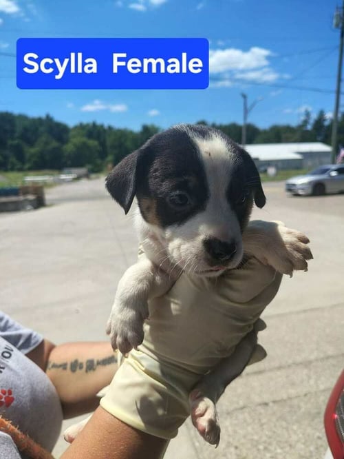 SCYLLA - Terrier available for adoption