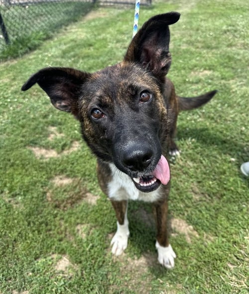 DEVIKA - Shepherd available for adoption
