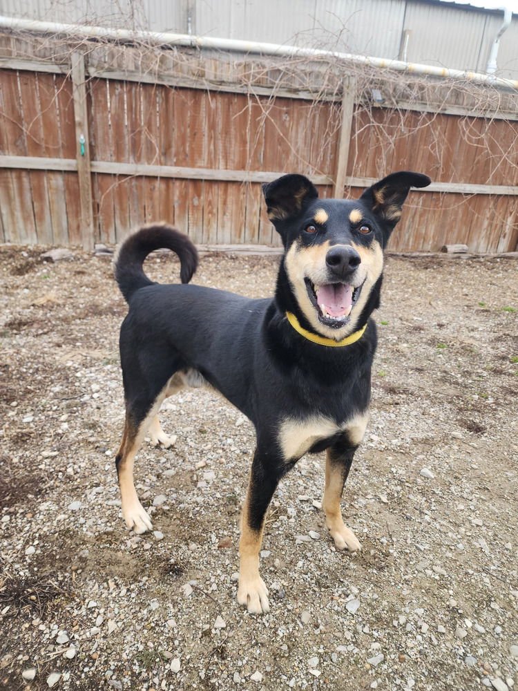 CHUCK - Terrier available for adoption