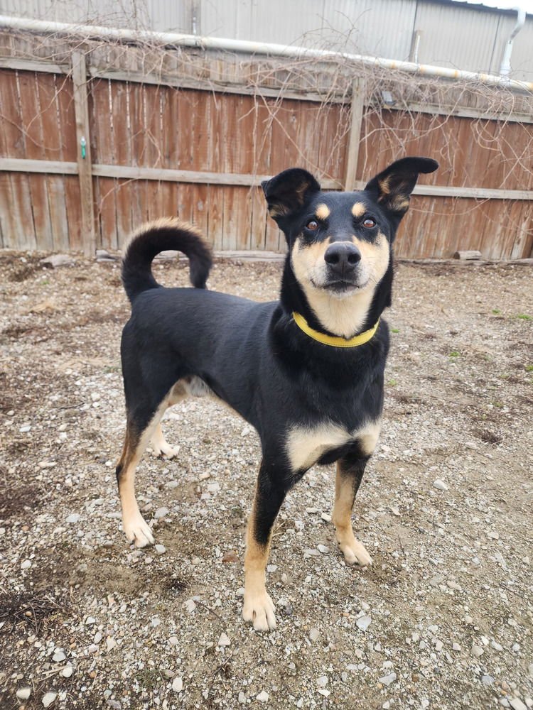 CHUCK - Terrier available for adoption