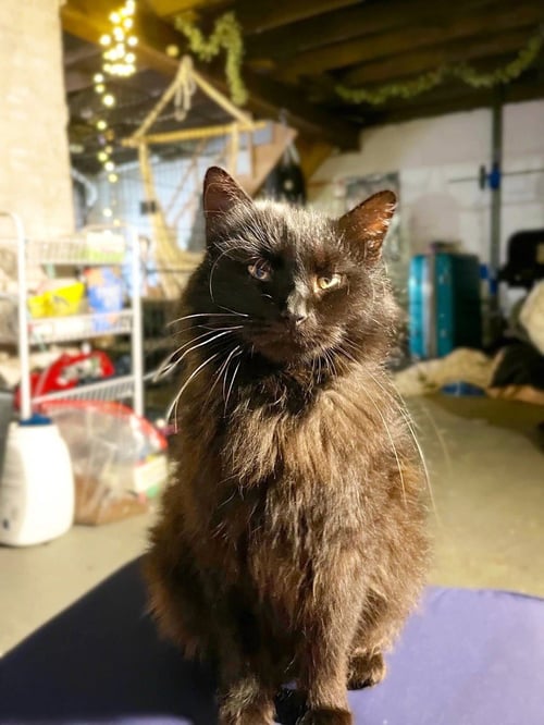 BERRIES - Domestic Medium Hair for adoption in Evansville