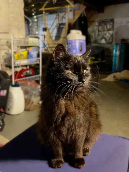 BERRIES - Domestic Medium Hair available for adoption