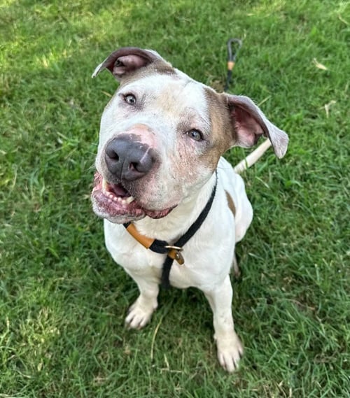BONES JONES - Pit Bull Terrier available for adoption