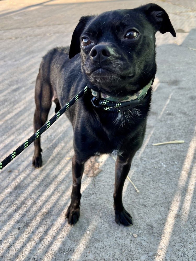 ZORRO (PEPSI) - Pug / Terrier available for adoption