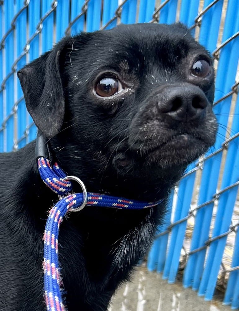 ZORRO (PEPSI) - Pug / Terrier available for adoption