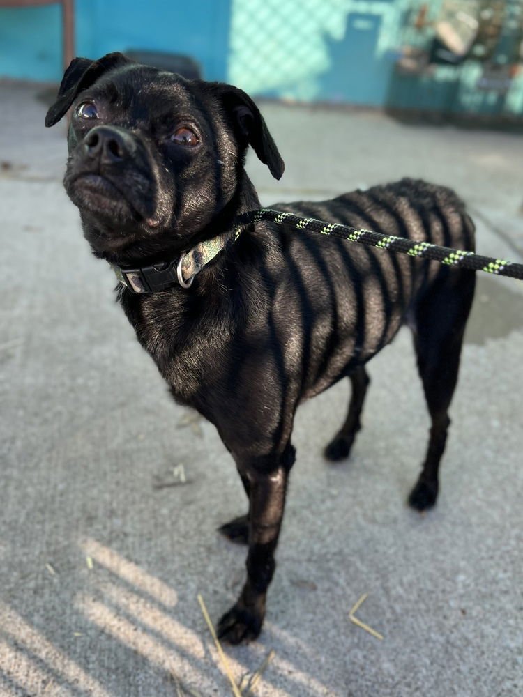 Zorro (Pepsi) - Photo 3