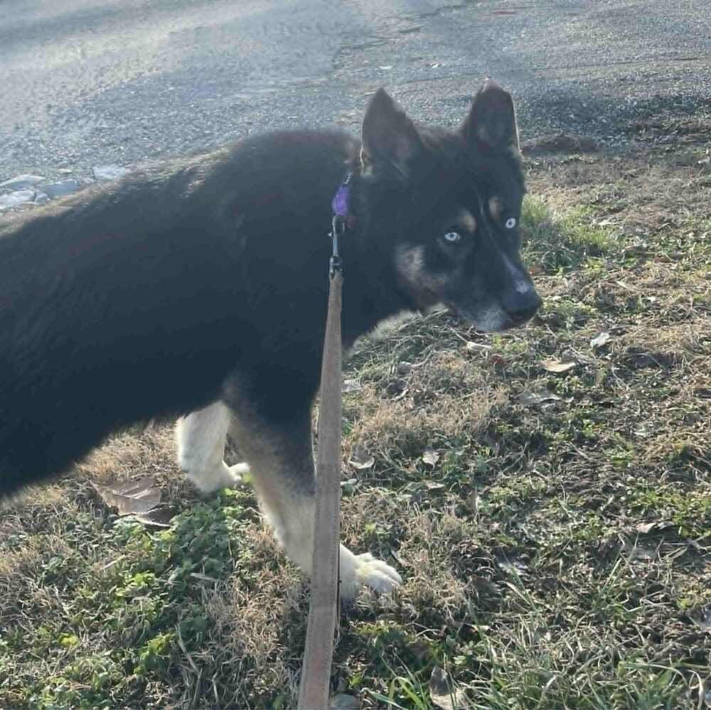 SAYLOR - Husky / German Shepherd Dog available for adoption