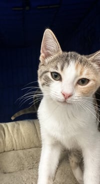 Mirabelle - Photo 1