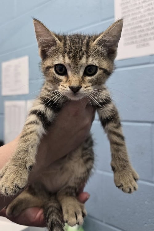 ADELE - Domestic Short Hair available for adoption