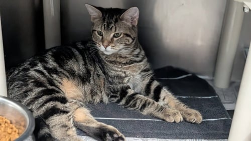 ADELE - Domestic Short Hair available for adoption