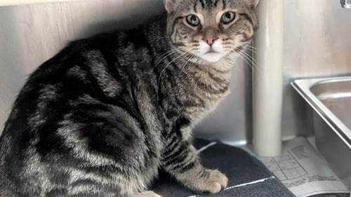 ADELE - Domestic Short Hair available for adoption