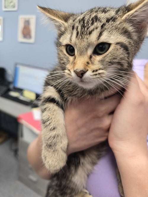 ADELE - Domestic Short Hair available for adoption