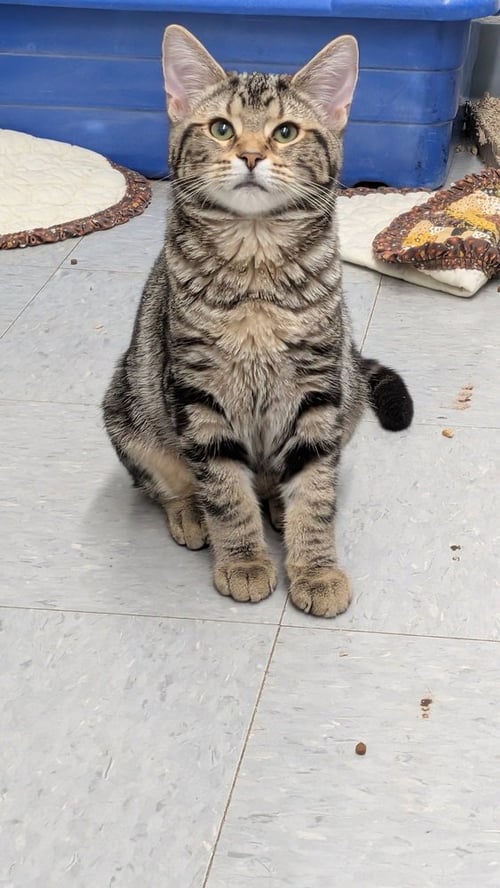 ADELE - Domestic Short Hair available for adoption