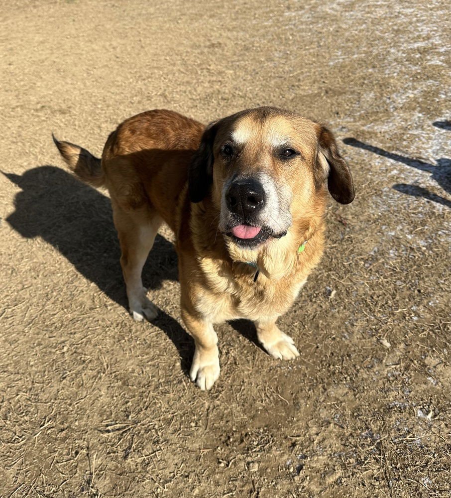 FELIX - Hound available for adoption