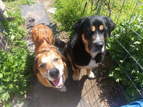 FELIX - Hound available for adoption