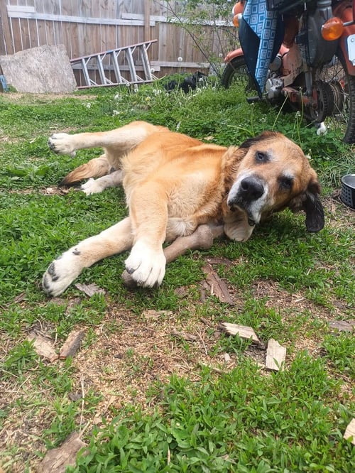 FELIX - Hound available for adoption