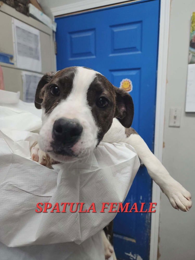 SPATULA - Pit Bull Terrier available for adoption