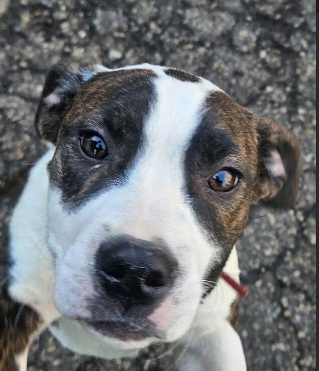 SPATULA - Pit Bull Terrier available for adoption