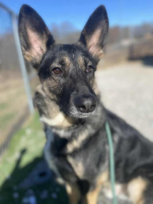 CASS - German Shepherd Dog available for adoption