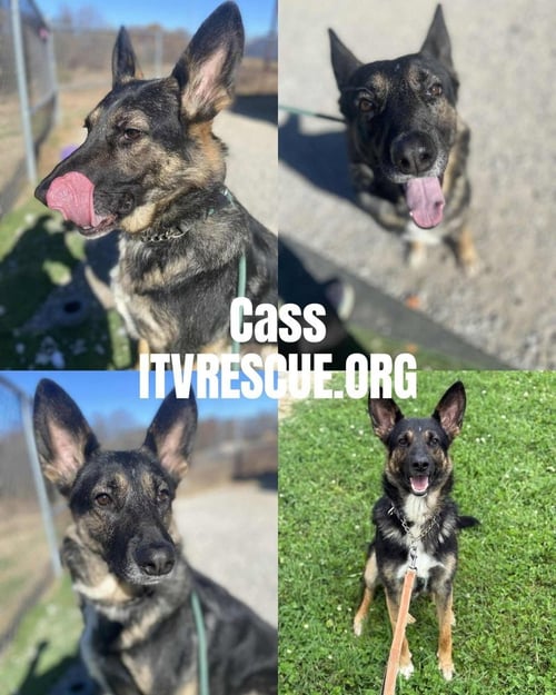 CASS - German Shepherd Dog available for adoption