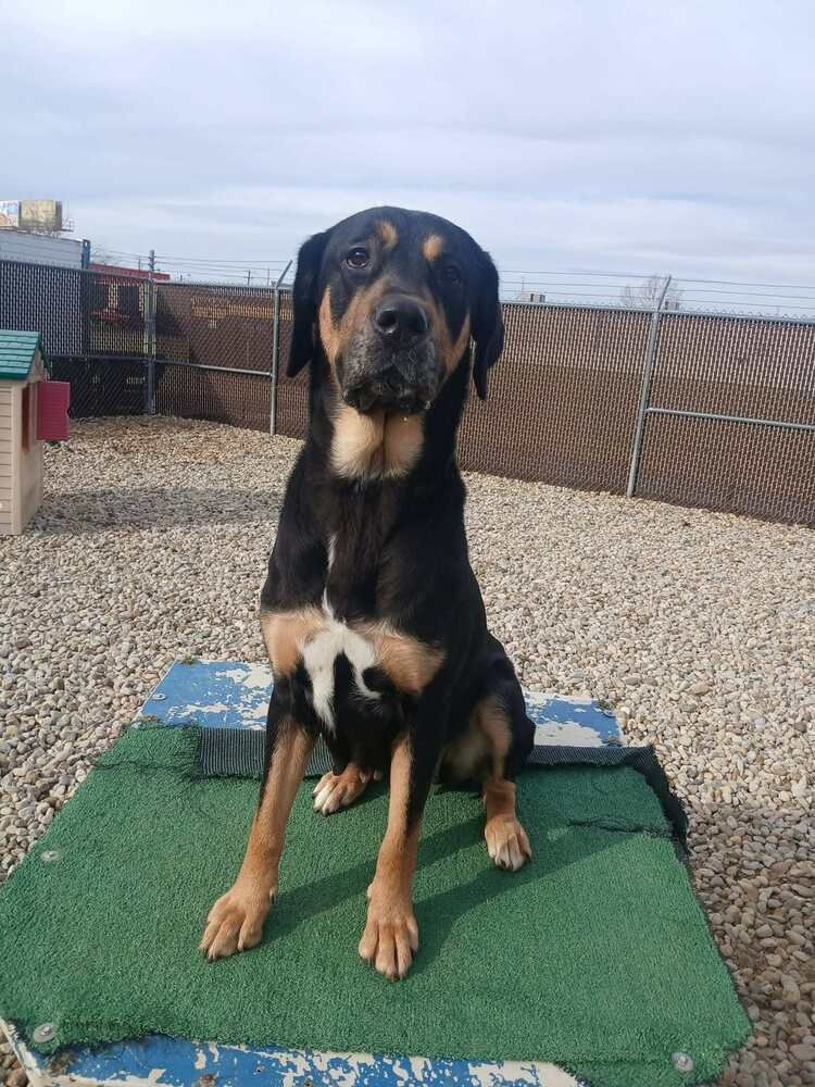 MIDNIGHT - Terrier available for adoption