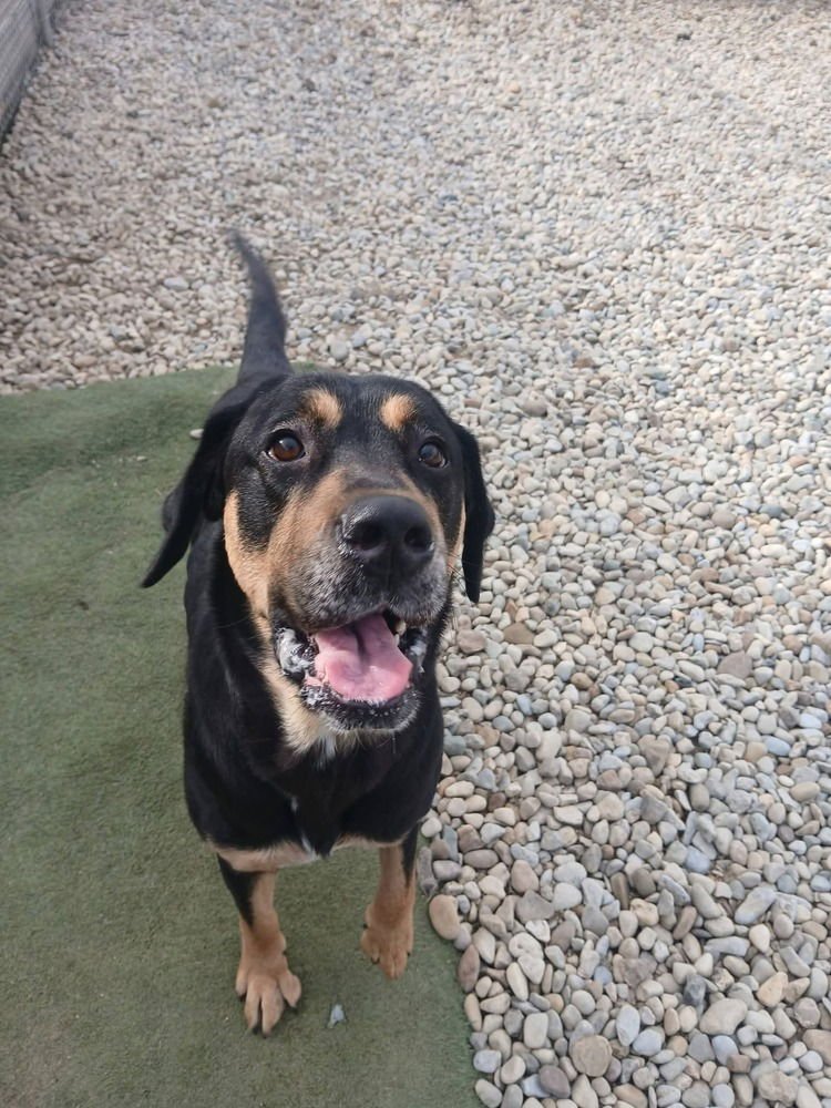 MIDNIGHT - Terrier available for adoption