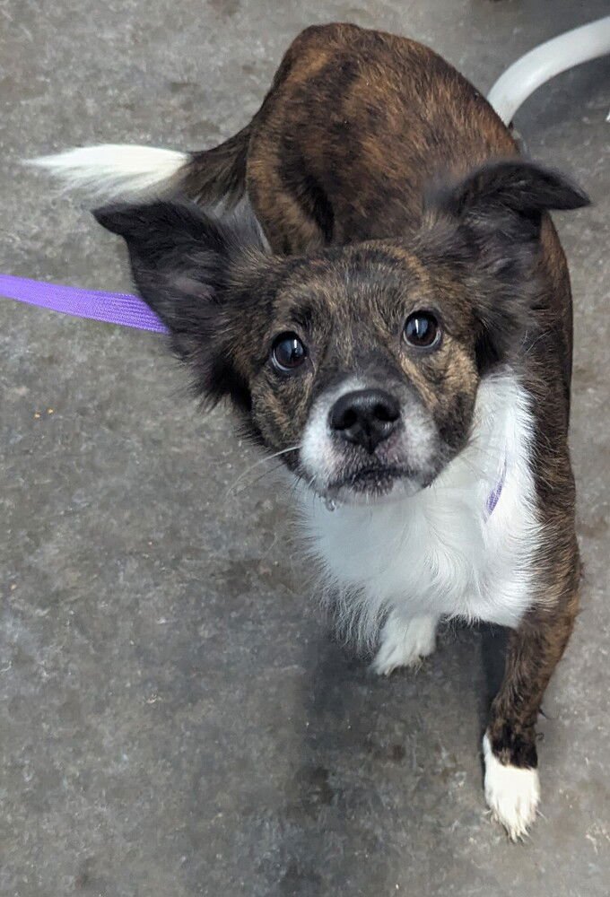 EDWINA - Terrier available for adoption