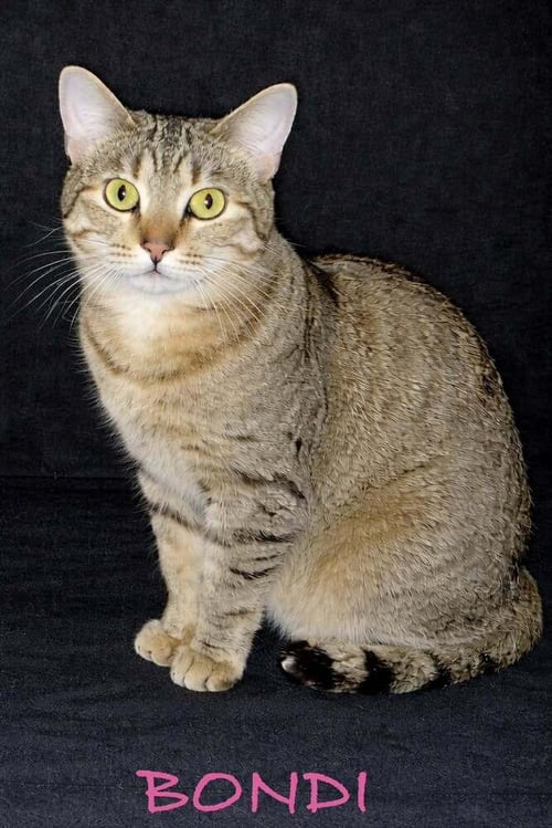 BONDI - Domestic Short Hair available for adoption