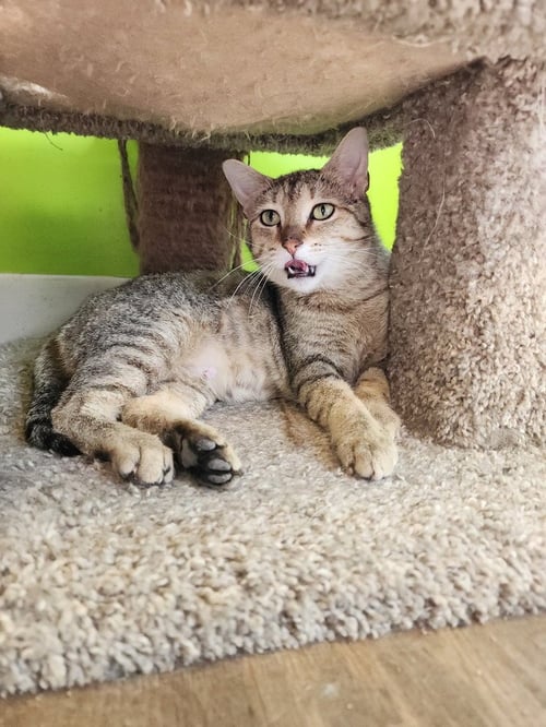 BONDI - Domestic Short Hair available for adoption