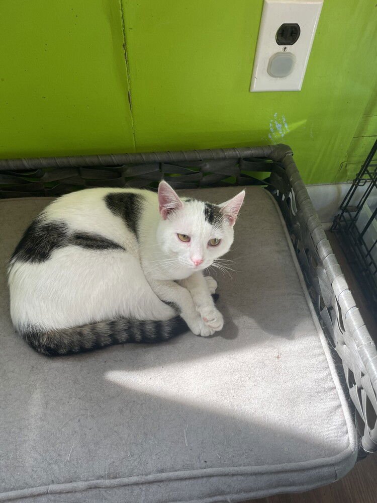 RED BUTLER - Domestic Short Hair available for adoption