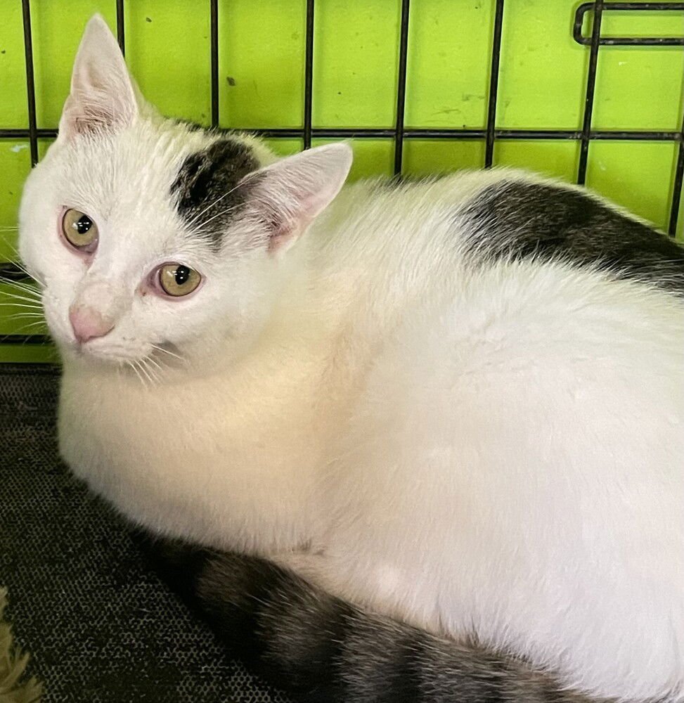 RED BUTLER - Domestic Short Hair available for adoption