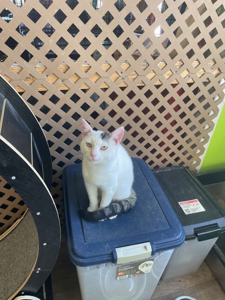 Red Butler - Photo 3